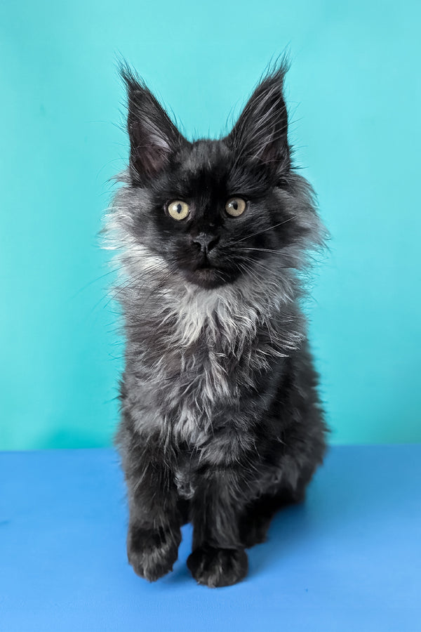 Bambi | Maine Coon Kitten