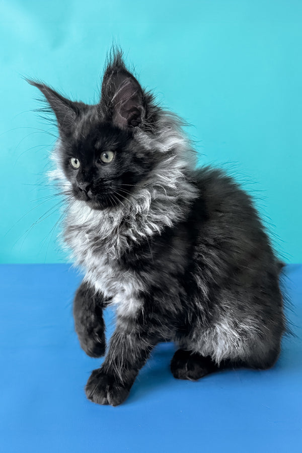 Bambi | Maine Coon Kitten