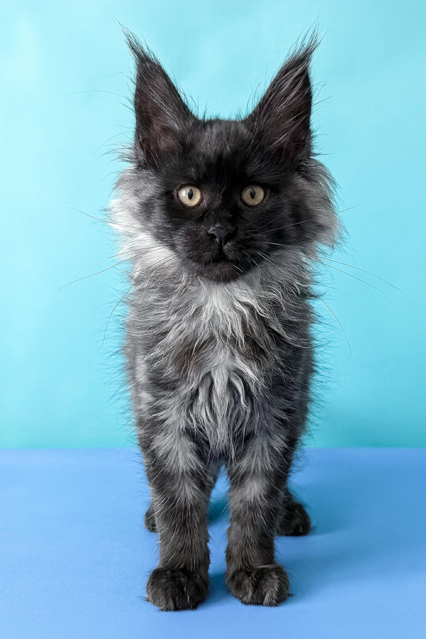 Bambi | Maine Coon Kitten