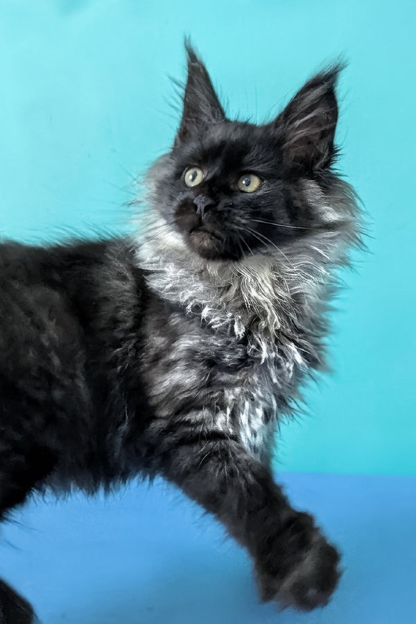 Bambi | Maine Coon Kitten