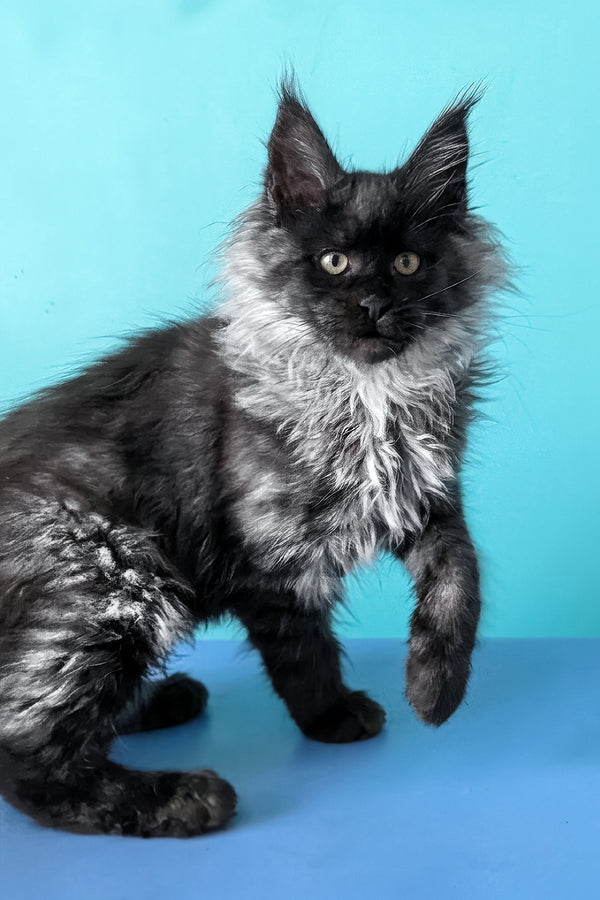 Bambi | Maine Coon Kitten