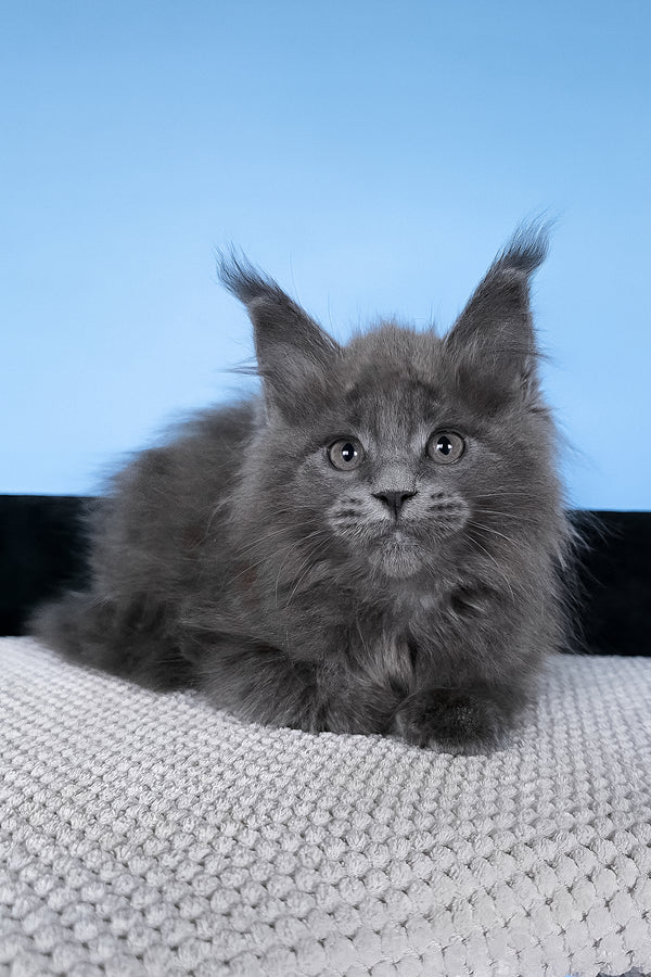 Barbi | Maine Coon Kitten