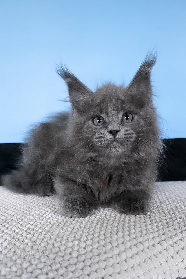 Barbi | Maine Coon Kitten