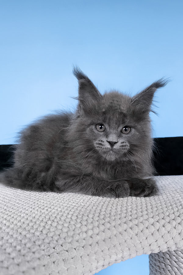 Barbi | Maine Coon Kitten
