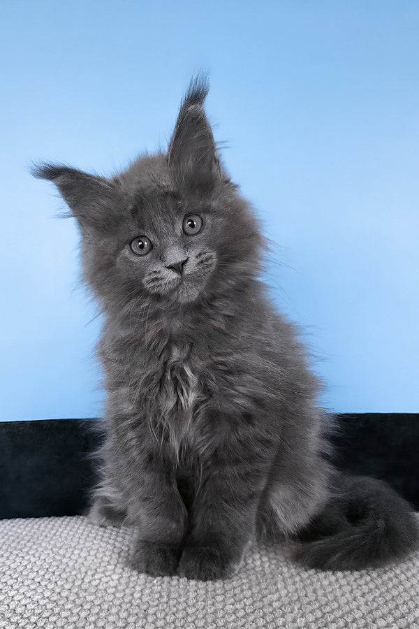 Barbi | Maine Coon Kitten