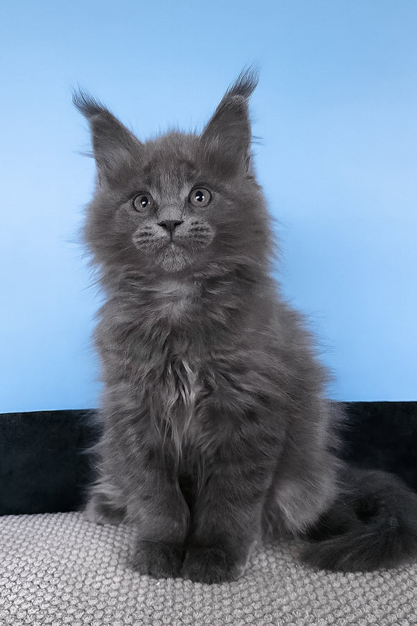 Barbi | Maine Coon Kitten