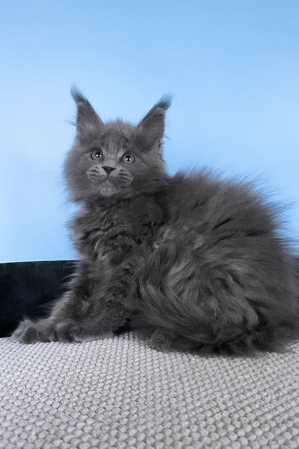 Barbi | Maine Coon Kitten