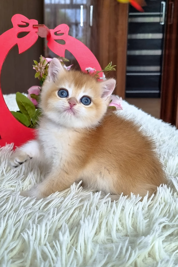 Barbi | British Shorthair Kitten