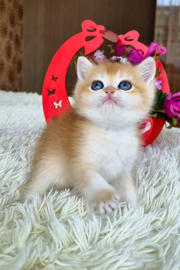 Barbi | British Shorthair Kitten