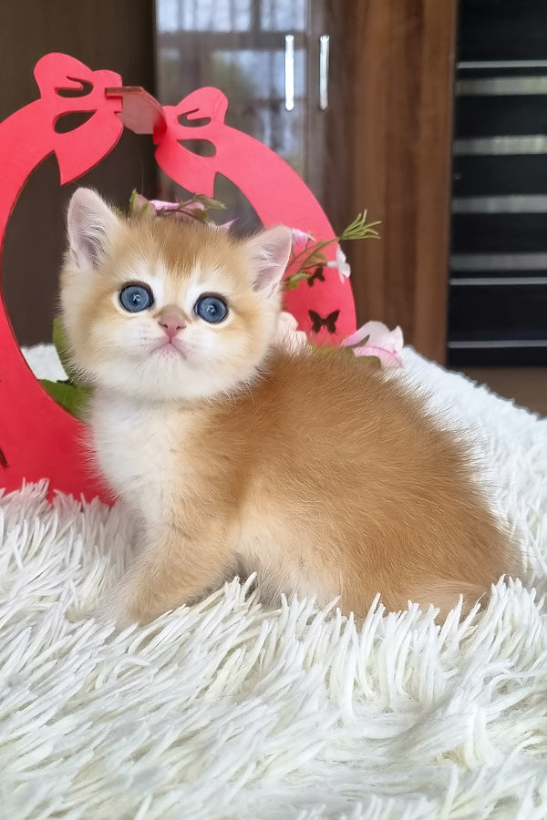 Barbi | British Shorthair Kitten