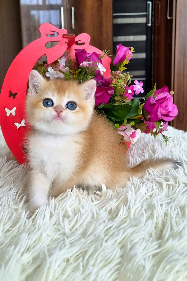Barbi | British Shorthair Kitten