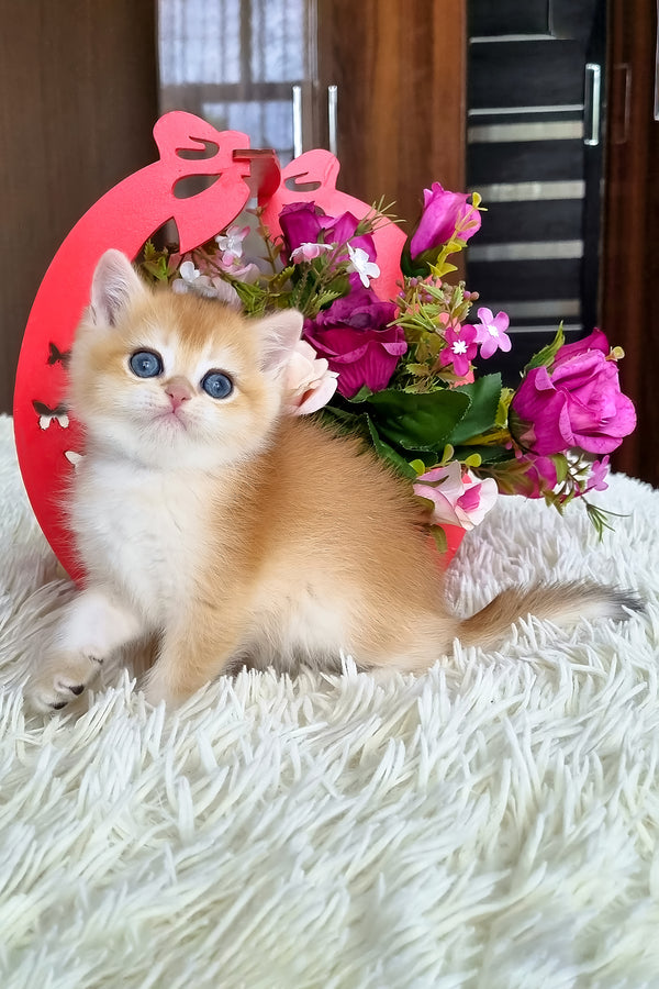 Barbi | British Shorthair Kitten