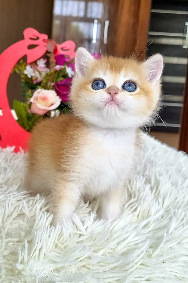 Barbi | British Shorthair Kitten