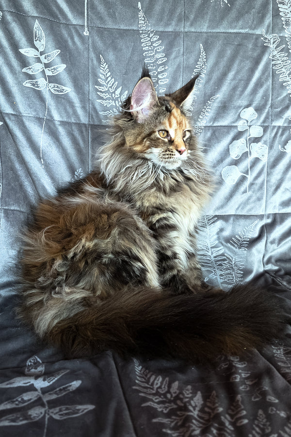 Barbie | Maine Coon Kitten