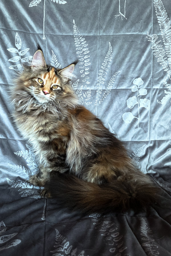 Barbie | Maine Coon Kitten