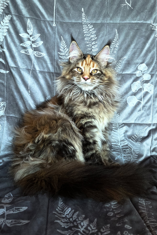 Barbie | Maine Coon Kitten