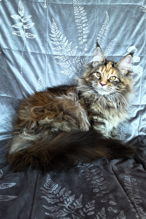 Barbie | Maine Coon Kitten