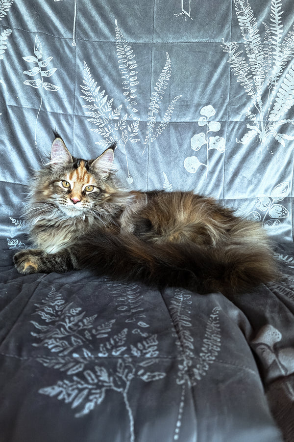Barbie | Maine Coon Kitten