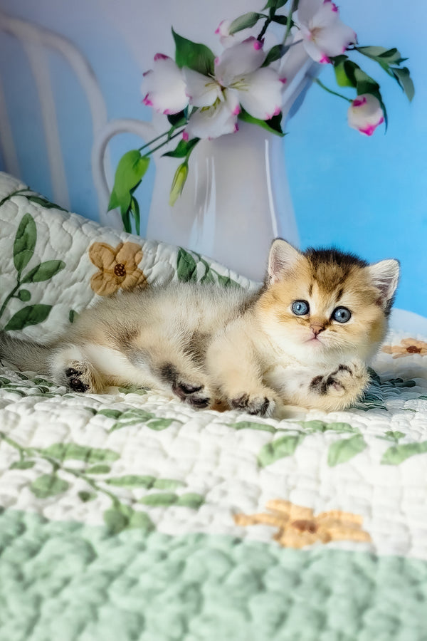 Barbie | Scottish Straight Kitten