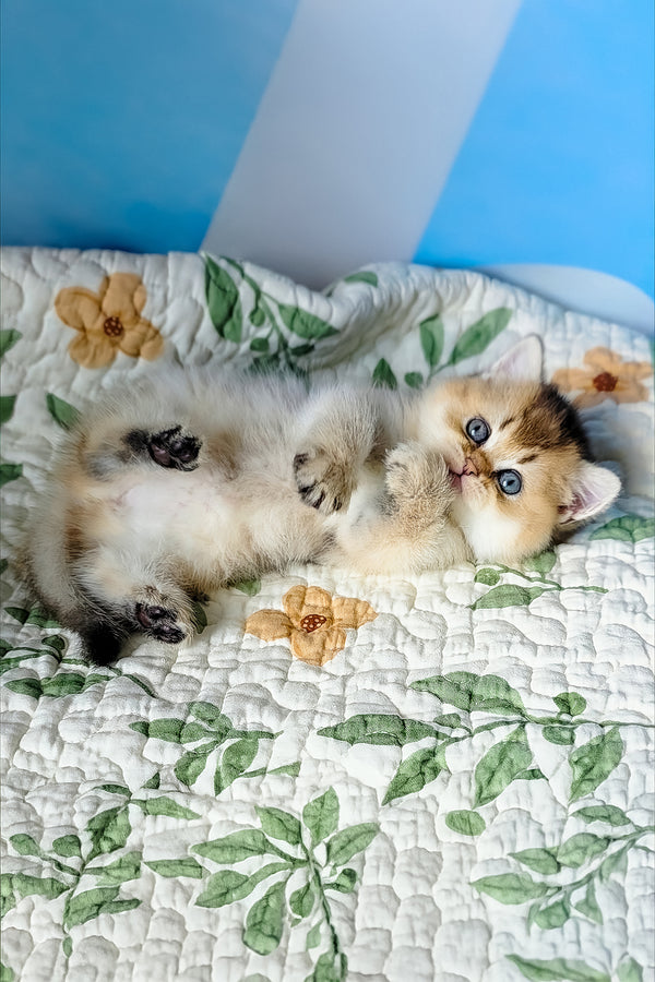 Barbie | Scottish Straight Kitten