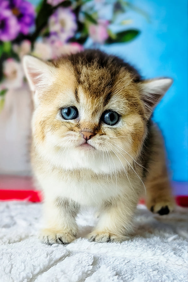 Barbie | Scottish Straight Kitten