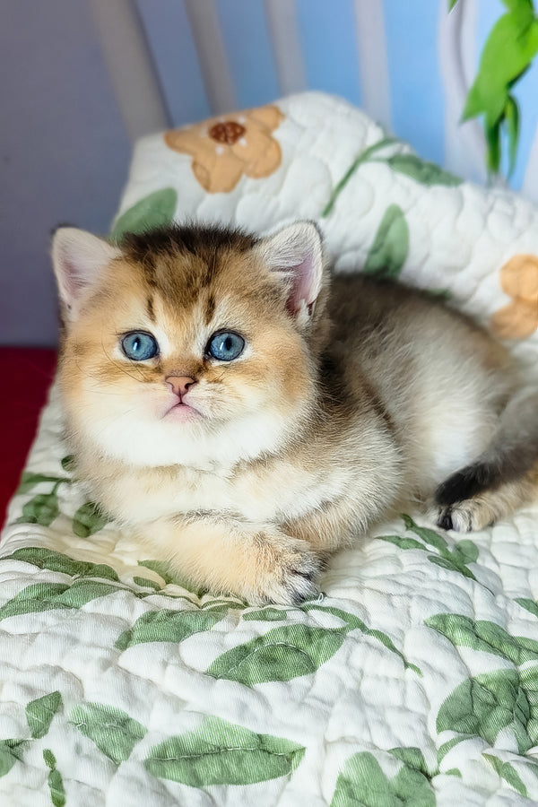 Barbie | Scottish Straight Kitten