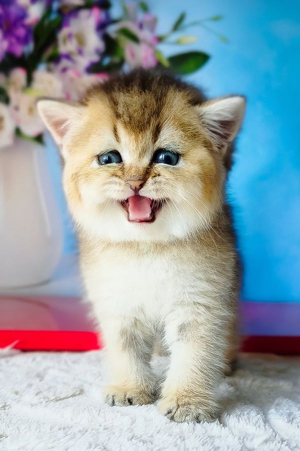 Barbie | Scottish Straight Kitten