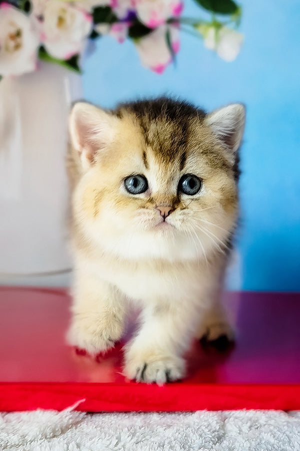 Barbie | Scottish Straight Kitten