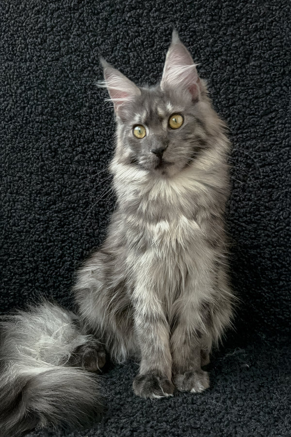 Barena | Maine Coon Kitten