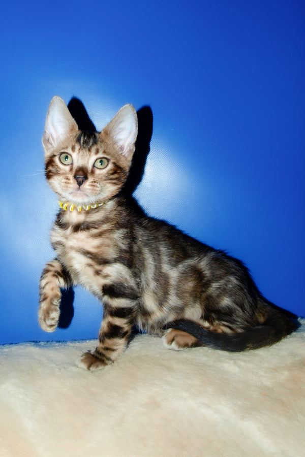 Bari | Bengal Kitten