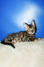 Bari | Bengal Kitten