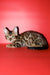 Bari | Bengal Kitten