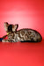 Bari | Bengal Kitten