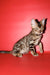 Bari | Bengal Kitten