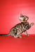 Bari | Bengal Kitten