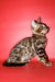 Bari | Bengal Kitten