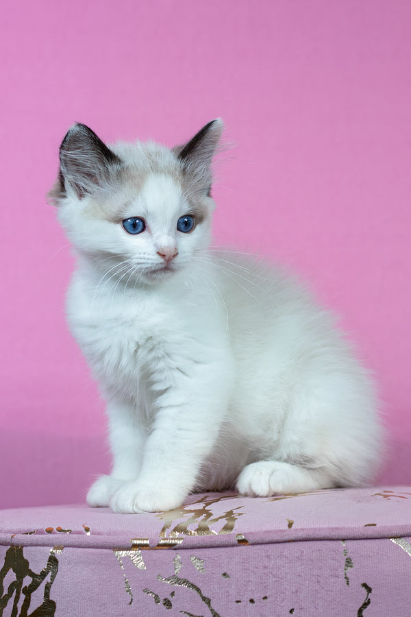 Barnaby | Ragdoll Kitten