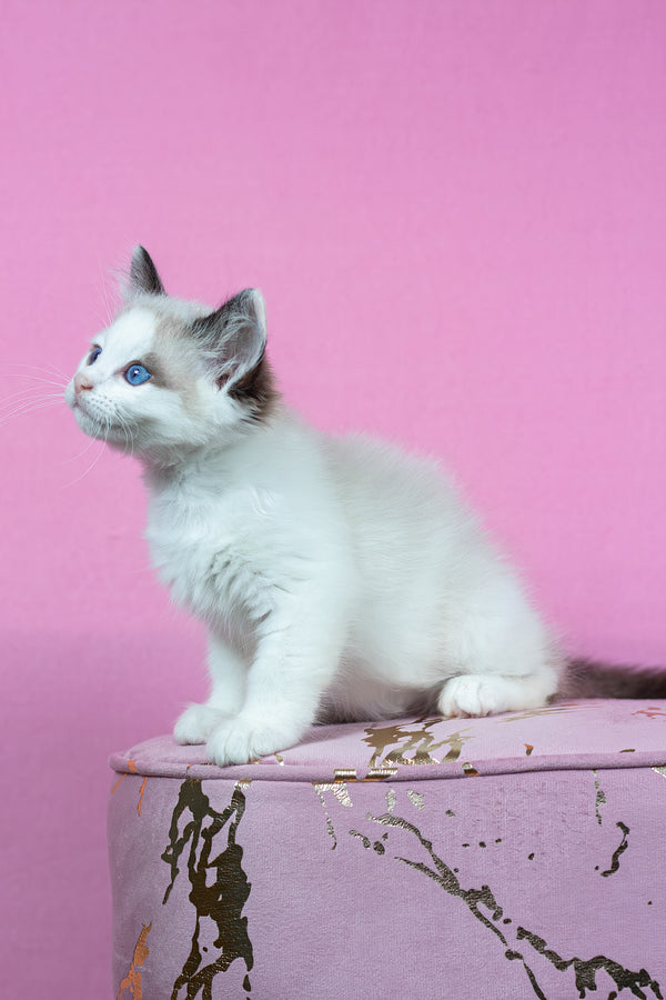 Barnaby | Ragdoll Kitten