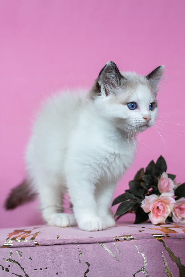 Barnaby | Ragdoll Kitten
