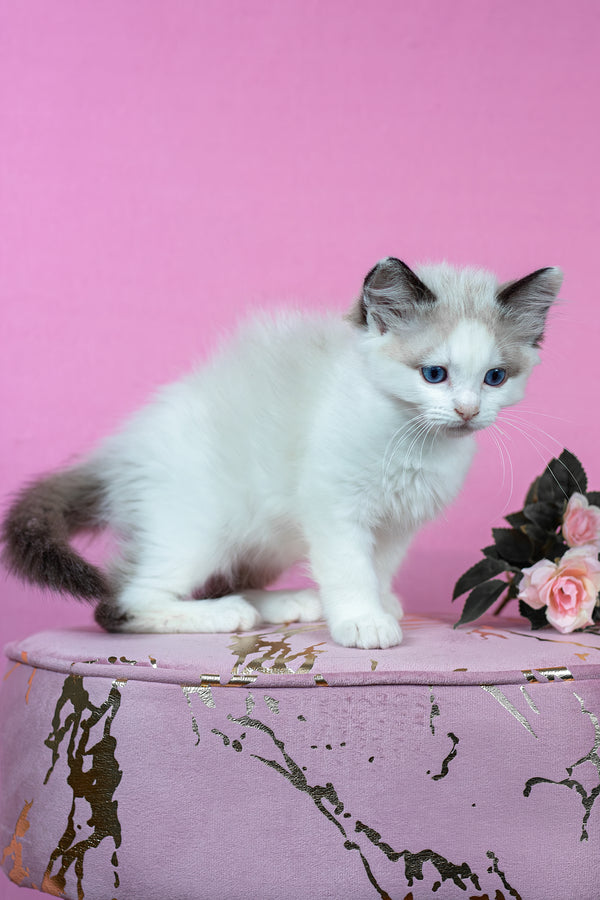 Barnaby | Ragdoll Kitten