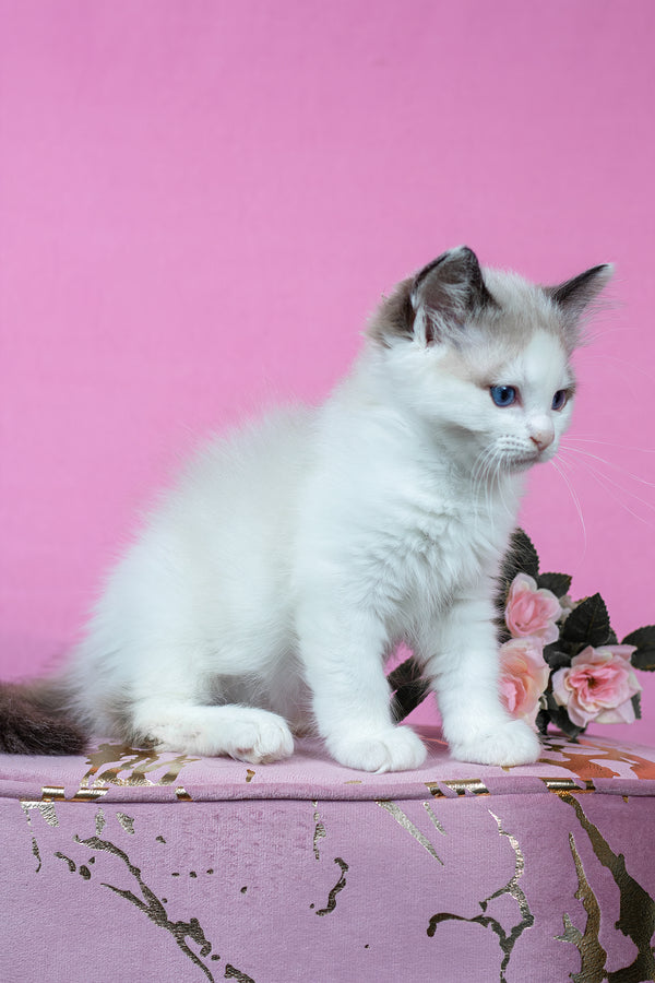 Barnaby | Ragdoll Kitten
