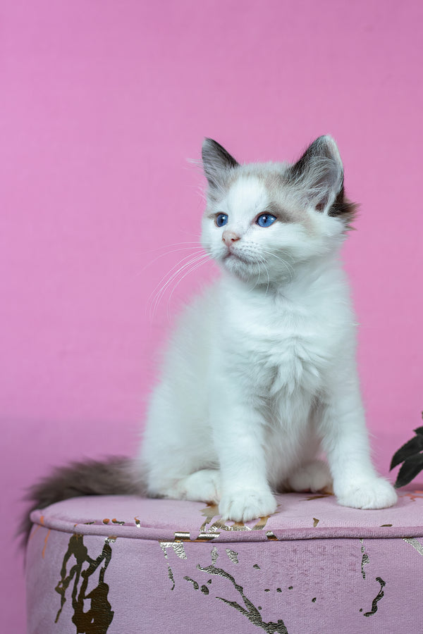 Barnaby | Ragdoll Kitten