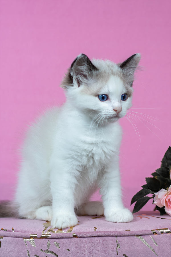 Barnaby | Ragdoll Kitten