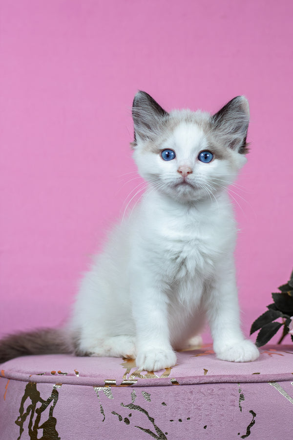 Barnaby | Ragdoll Kitten