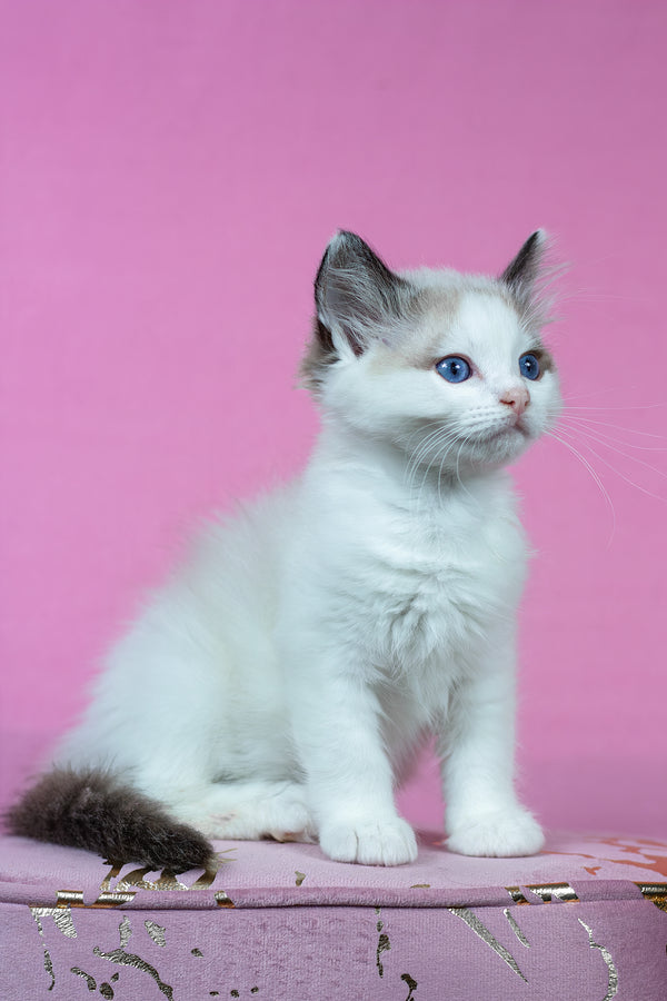 Barnaby | Ragdoll Kitten