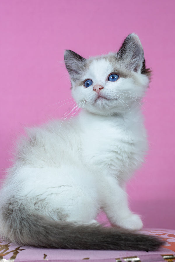 Barnaby | Ragdoll Kitten