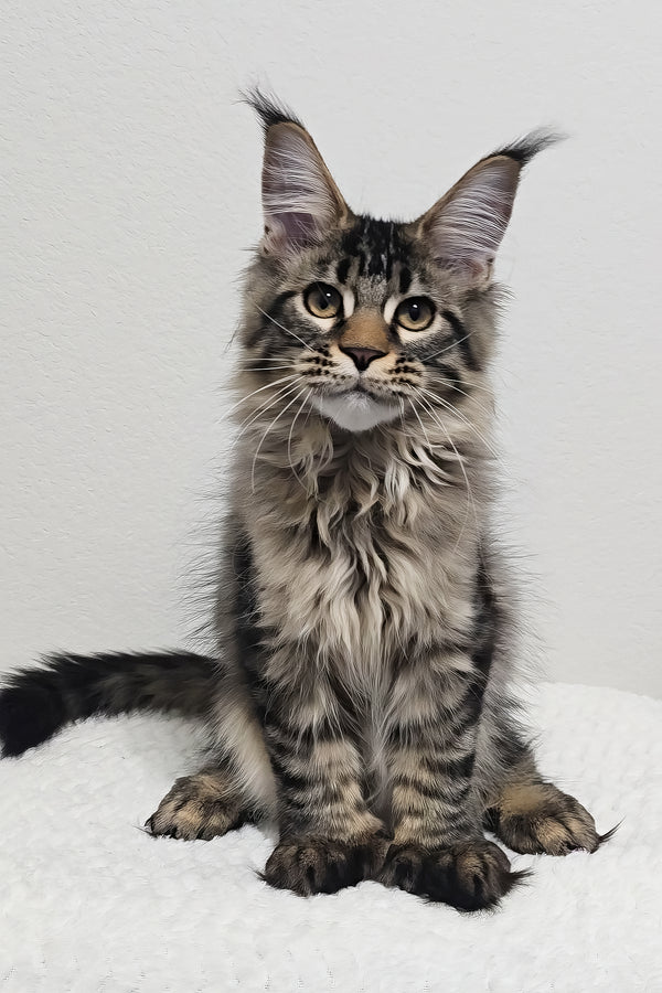 Barney | Polydactyl Maine Coon Kitten