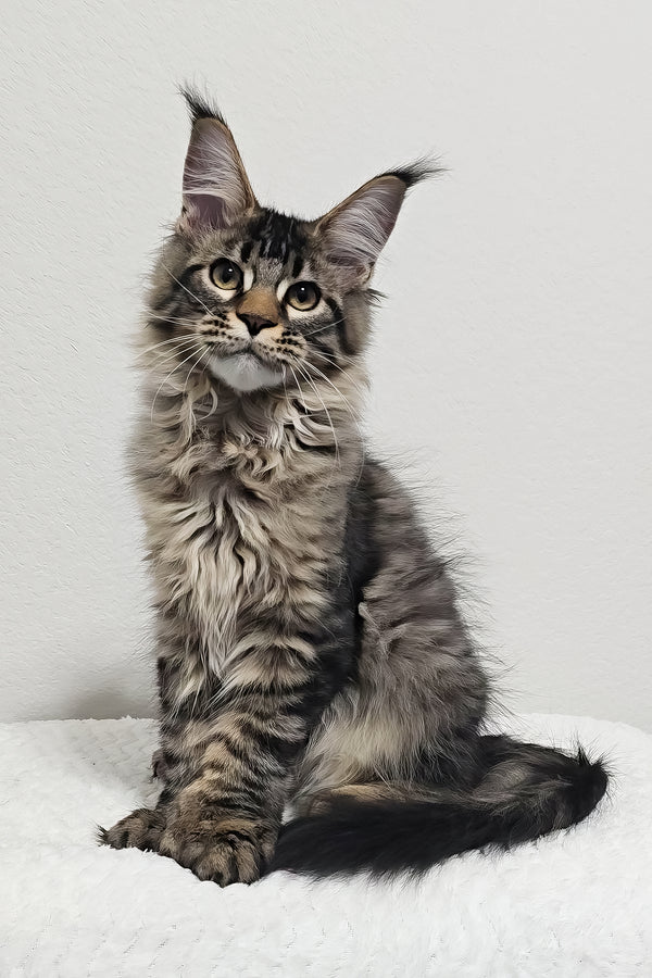 Barney | Polydactyl Maine Coon Kitten