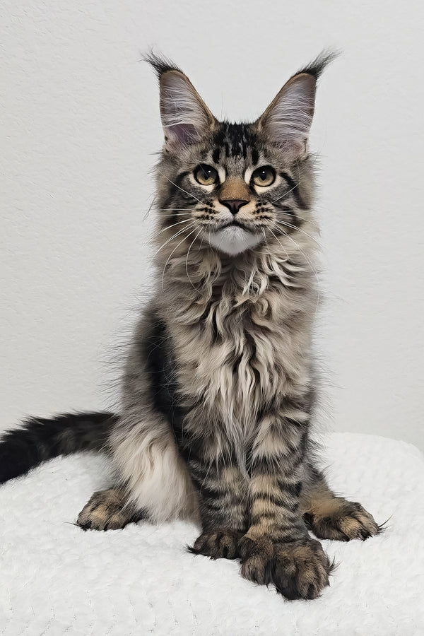 Barney | Polydactyl Maine Coon Kitten