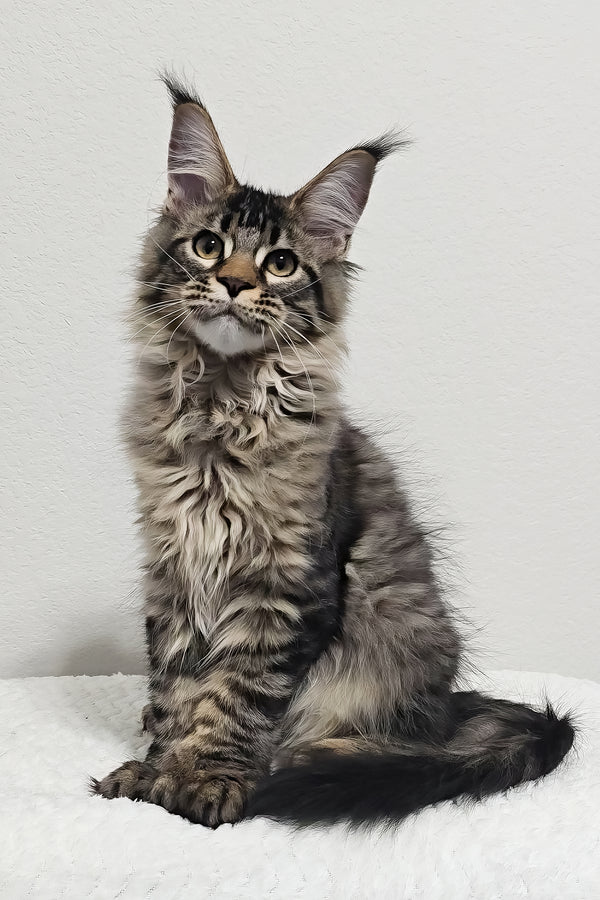 Barney | Polydactyl Maine Coon Kitten